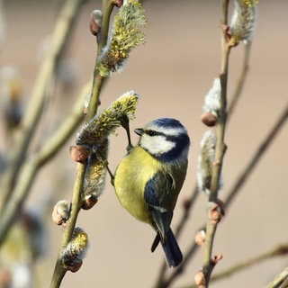 Blaumeise an blühender Weide: Haben Vögel im Frühling mehr Hunger als im Winter?