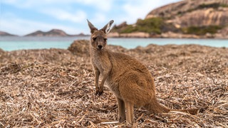 Känguru am Strand von Kangaroo Island in Australien: Als 2020 verheerende Feuersbrünste zwei Drittel der Insel verwüsteten, gingen Bilder toter Wildtiere um die Welt. Doch dann hat sich die Natur überraschend schnell erholt. Wie war das möglich?