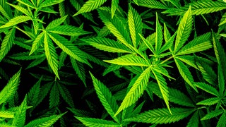 Cannabis Pflanze