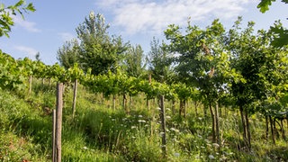 Weinreben im Schatten von Bäumen: Sogenannte Vitiforstsysteme können die Wasserversorgung und Nährstoffverfügbarkeit für die Reben deutlich verbessern – ohne Veränderung der Weinqualität.