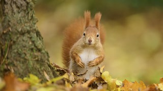 Ein Eichhörnchen (Sciurus vulgaris) sitzt auf einer herbstlichen laubbedckten Wiese neben einem Baumstamm: Woher kommt die Redensart "Der Teufel ist ein Eichhörnchen"?