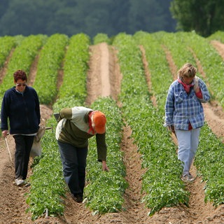 Auf den Versuchsfeldern sind Mitarbeiter bei der Selektion: Sie begutachten jede einzelne Staude und sortieren kranke Pflanzen aus.