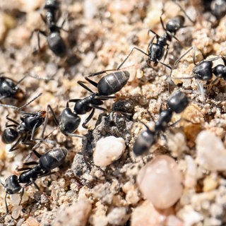 Drüsenameise, Tapinoma Magnum