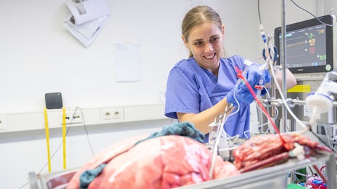 Eingetroffene Schweinelunge wird für die intensivmedizinische Betreuung vorbereitet.