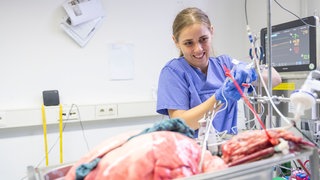 Eingetroffene Schweinelunge wird für die intensivmedizinische Betreuung vorbereitet.