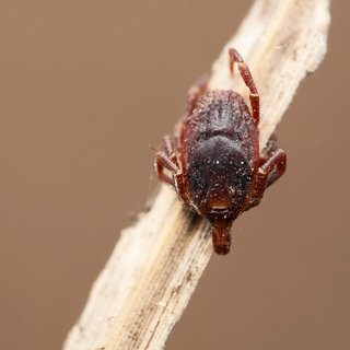 Hyalomma marginatum - Hartkörperzecke