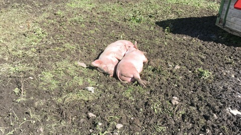 Zwei Schweine liegen auf einer Koppel dicht beieinander: Auch Schweine suchen geistige Herausforderungen. Sie können lernen, ihre Impulse zu kontrollieren und helfen sich gegenseitig. Mentale Bedürfnisse werden in der Tierwohldebatte kaum berücksichtigt. 