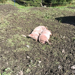 Zwei Schweine liegen auf einer Koppel dicht beieinander: Auch Schweine suchen geistige Herausforderungen. Sie können lernen, ihre Impulse zu kontrollieren und helfen sich gegenseitig. Mentale Bedürfnisse werden in der Tierwohldebatte kaum berücksichtigt. 