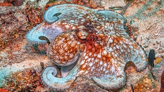 Karibischer Riffkrake (Octopus briareus): Tintenfisch, Oktopus und Krake überraschen mit Sozialverhalten und Intelligenz. So verfügt jeder der acht Arme über ein eigenes kleines Gehirn. 