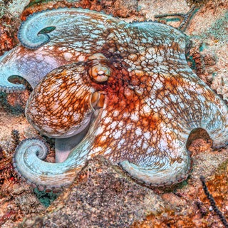 Karibischer Riffkrake (Octopus briareus): Tintenfisch, Oktopus und Krake überraschen mit Sozialverhalten und Intelligenz. So verfügt jeder der acht Arme über ein eigenes kleines Gehirn. 