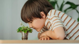 Kleiner Junge riecht an einem Pflänzchen: Alles was riecht, gibt Düfte in Form von winzigen Molekülen in die Luft ab, die wie Staubkörner überall herumschwirren. Wie funktioniert unser Geruchssinn genau?