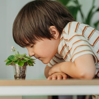 Kleiner Junge riecht an einem Pflänzchen: Alles was riecht, gibt Düfte in Form von winzigen Molekülen in die Luft ab, die wie Staubkörner überall herumschwirren. Wie funktioniert unser Geruchssinn genau?