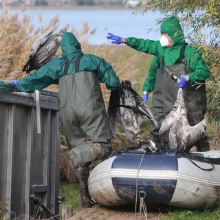 Entsorgen verendete Kraniche