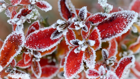 Winteranfang: Mehrere rote Blaetter mit Raureif hängen im Winter an einem Ast.