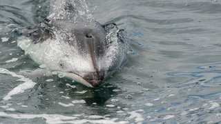 Weißstreifendelfin (Lagenorhynchus obliquidens) durchbricht zum Luftholen die Wasseroberfläche