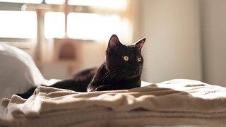 Schwarze Katze liegt auf dem Sofa