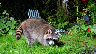 Waschbär im Garten