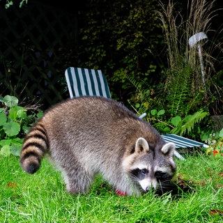 Waschbär im Garten