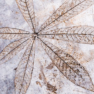 Abdruck eines Blattes auf einer Betonoberfläche: Es gibt viele Ansätze, Beton klimaverträglicher herzustellen. Dazu gehören Carbon- oder Biobeton mit Karottenzusatz, aber auch Betonvarianten, die leichter recycelbar sind oder sogar CO2 speichern. 