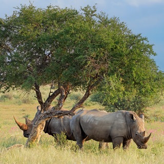 Breitmaulnashorn in seinem natürlichen Lebensraum - Südafrika