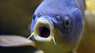 Nahaufnahme eines Karpfens; er hat das Maul weit geöffnet. Auch Fische empfinden Schmerzen, wie in wissenschaftlichen Studien herausgefunden wurde.