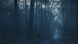 Mystischer dunkler Wald: Der Entzug von Licht wirkt sich unmittelbar auf unser körperliches und seelisches Wohlbefinden aus. Studien zeigen: Lichtmangel beeinflusst unser Sozialverhalten, unsere Kreativität und unser Nervensystem. 