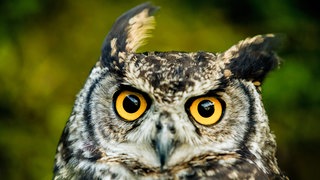 Eule mit intensiven gelben Augen: Die Eule war das Begleittier von Athene – Schutzgöttin der Stadt Athen und Göttin der Weisheit. 