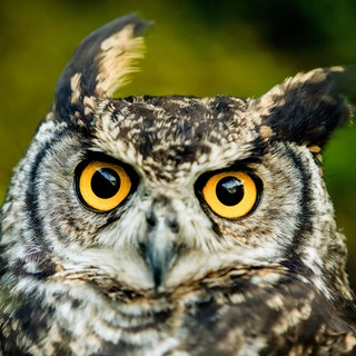 Eule mit intensiven gelben Augen: Die Eule war das Begleittier von Athene – Schutzgöttin der Stadt Athen und Göttin der Weisheit. 