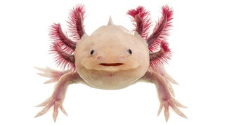 Der Axolotl (Ambystoma mexicanum) kann Organe, Nerven, Muskeln, Gehirn "regenerieren". Die Mechanismen dahinter könnten bei der Therapie von Menschen nützlich werden.