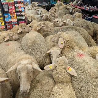 Eine Gruppe Schafe steht im Kassenbereich von dem PENNY Markt in Burgsinn. Rund 50 Schafe hatten sich von der Herde getrennt und waren in die Discounter-Filiale gegangen.