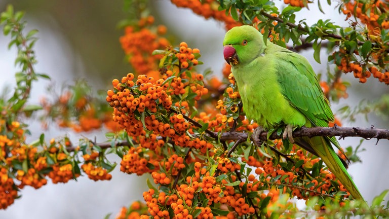 Ein Kleiner Alexandersittich (Psittacula krameri) sitzt auf einem Feuerdorn in Rheinland-Pfalz: In Deutschland leben drei Papageienarten in freier Wildbahn; entlang des Rheins und in Stuttgart. Inzwischen gehören sie zur heimischen Tierwelt.