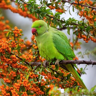 Ein Kleiner Alexandersittich (Psittacula krameri) sitzt auf einem Feuerdorn in Rheinland-Pfalz: In Deutschland leben drei Papageienarten in freier Wildbahn; entlang des Rheins und in Stuttgart. Inzwischen gehören sie zur heimischen Tierwelt.