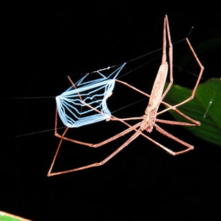 Kescherspinne, Nicaragua