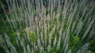 Waldschäden durch Dürre und Borkenkäfer: Die Klimaerwärmung hat Auswirkungen auf die Tier- und Pflanzenwelt, an die viele gar nicht denken.