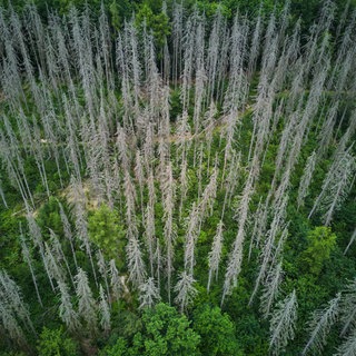 Waldschäden durch Dürre und Borkenkäfer: Die Klimaerwärmung hat Auswirkungen auf die Tier- und Pflanzenwelt, an die viele gar nicht denken.