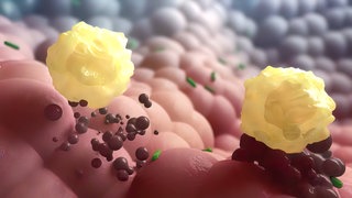Immunsystem: T-Gedächtniszellen zerstören infizierte Körperzellen