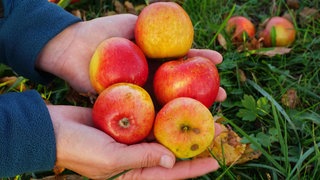 Wenn ein Apfel vom Baum fällt, wird er beschädigt und die Zellen gehen kaputt. Die braunen Stellen, die entstehen, schmecken süß. Warum ist das so?