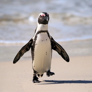 Ein Brillenpinguin (Spheniscus demersus) kommt am Boulders Beach aus dem Wasser: Die Brillenpinguine in Südafrika sind massiv bedroht. Rund 62.000 Afrikanische Pinguine sind verschwunden; vermutlich verhungert, weil ihnen schlicht das Futter ausgeht. 