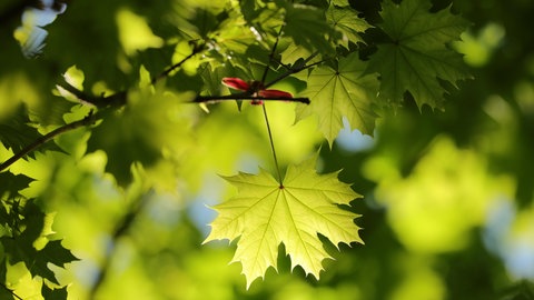 Junges grünes Ahornblatt am Baum (Nahaufnahme): Stadtbäume reduzieren Stress – das zeigen Experimente. Damit auch in Zukunft genug Bäume trotz Hitze und Hundeurin überleben, nutzen Stadtplaner wichtige Erkenntnisse der Wissenschaft.