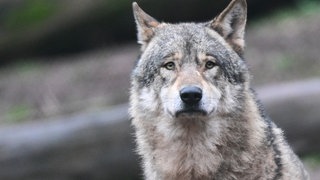 Ein Wolf