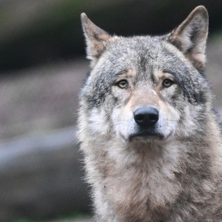 Ein Wolf