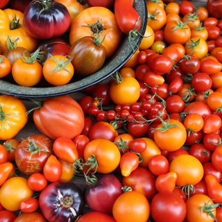 Viele verschiedene Tomatensorten 