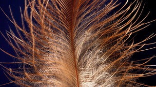 Detailaufnahme einer Feder vom Haushuhn (Gallus gallus f. domestica). Wie sind die Vogelfedern im Lauf der Evolution entstanden?