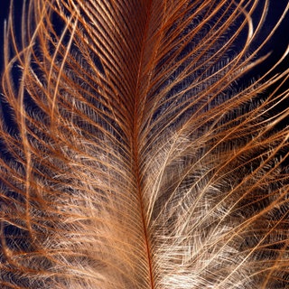 Detailaufnahme einer Feder vom Haushuhn (Gallus gallus f. domestica). Wie sind die Vogelfedern im Lauf der Evolution entstanden?