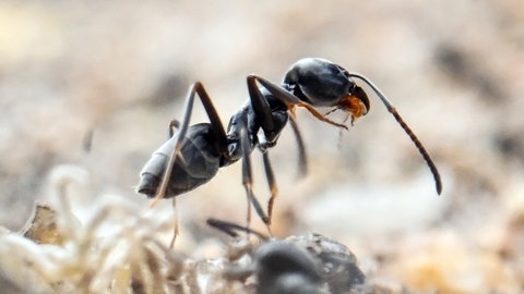 Am Bordstein einer Strasse krabbeln Ameisen. Große Mengen der als invasiv geltenden Ameisenart Tapinoma magnum werden an manchen Orten zum Problem. Eingeschleppte Arten können heimische Ökosysteme nachhaltig verändern und Menschen gefährden. 
