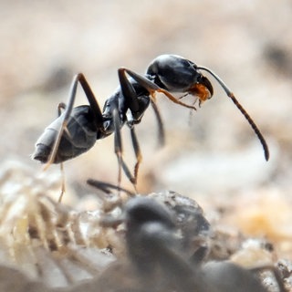 Am Bordstein einer Strasse krabbeln Ameisen. Große Mengen der als invasiv geltenden Ameisenart Tapinoma magnum werden an manchen Orten zum Problem. Eingeschleppte Arten können heimische Ökosysteme nachhaltig verändern und Menschen gefährden. 