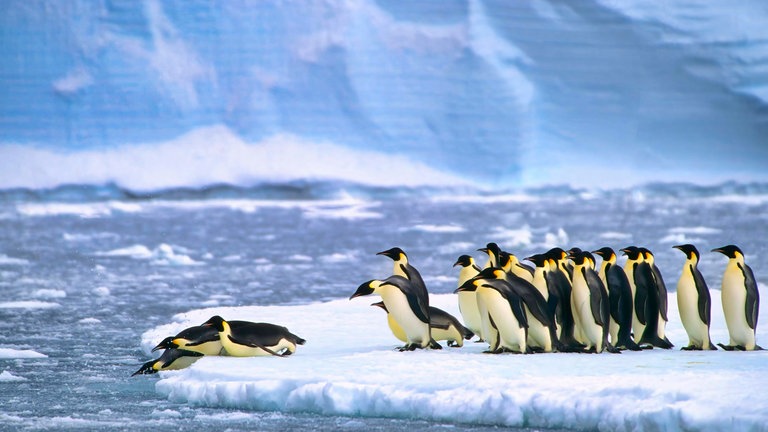 Kaiserpinguine (Aptenodytes forsteri) beim Tauchen in der Atka Bay in der Nähe der Forschungsstation Neumayer III in der Antarktis-Antarktisstation