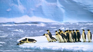 Kaiserpinguine (Aptenodytes forsteri) beim Tauchen in der Atka Bay in der Nähe der Forschungsstation Neumayer III in der Antarktis-Antarktisstation