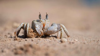 Rotmeer-Reiterkrabbe (Ocypode saratan) am Strand von Hurghada: Warum laufen Krabben seitwärts?