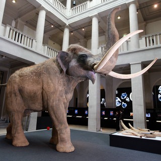 Symbolbild: Modell eines Waldelefanten im Landesmuseum für Vorgeschichte Halle (2010)